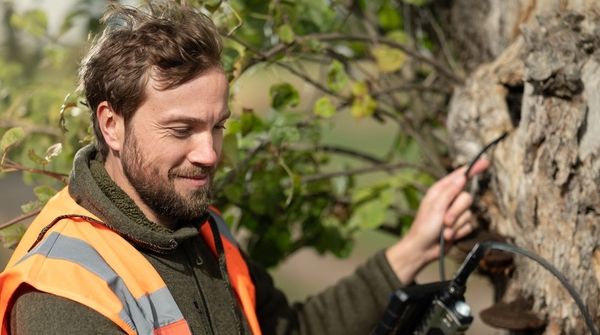 Ein Mitarbeiter des Standorts Dresden untersucht einen Baum