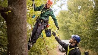 Ein Baumarbeiter steigt gesichert auf einen Baum auf